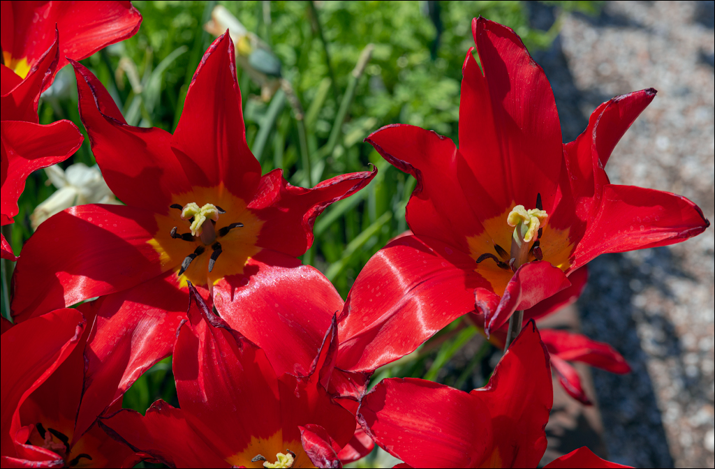 Amsterdam 202204262182