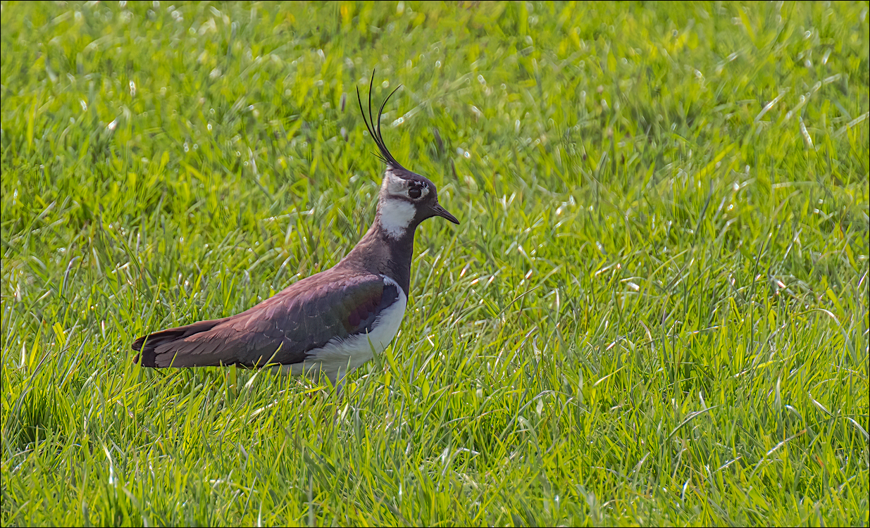 Amsterdam 20220501 114