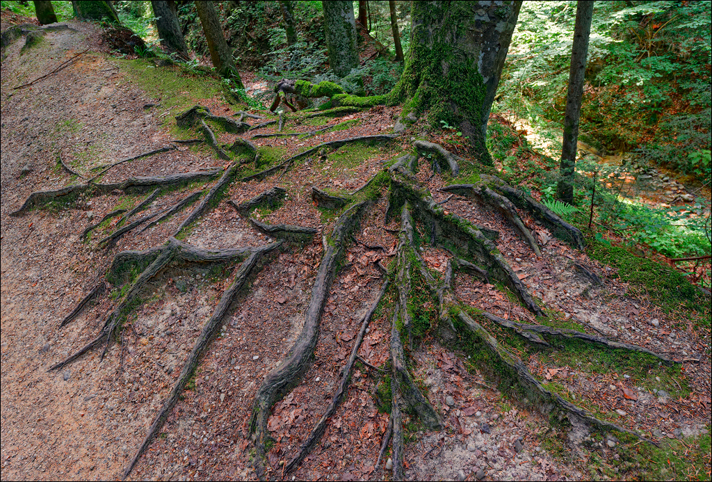 Brasov TimisuDeJos PoianaBrasov 11 16aug2024 201