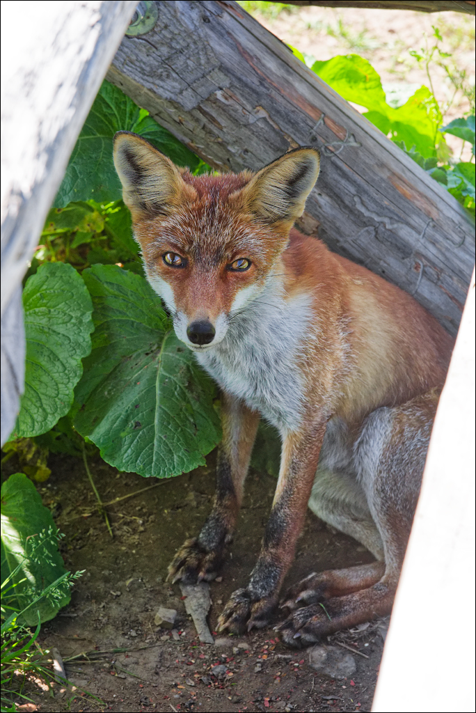 Brasov TimisuDeJos PoianaBrasov 11 16aug2024 245