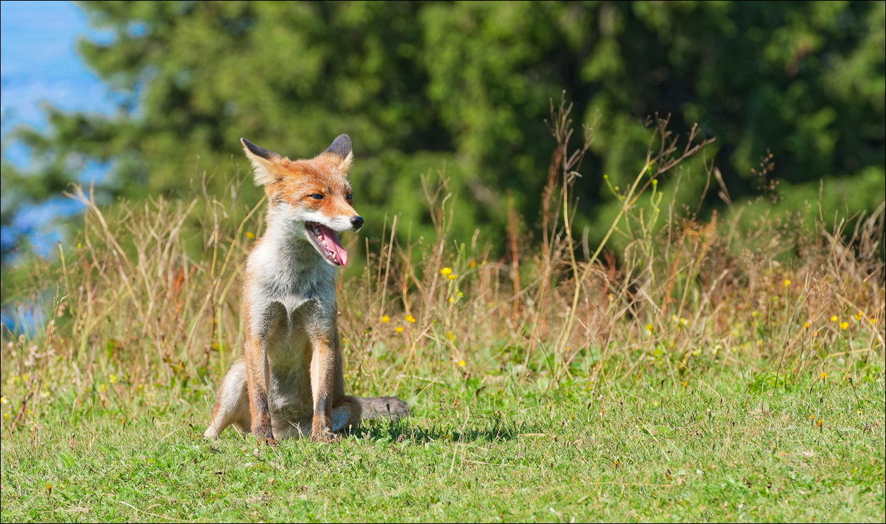 Brasov TimisuDeJos PoianaBrasov 11 16aug2024 250