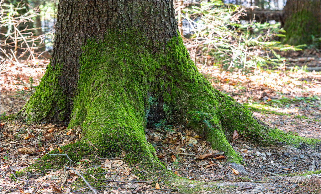 Durau Ceahlau 01 02oct2021 111