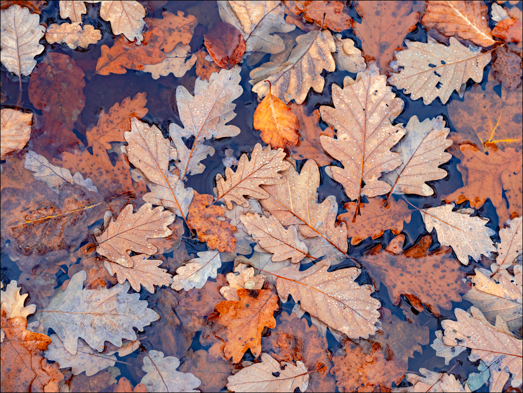 ClujNapoca PesteraUrsilor 20161111 107