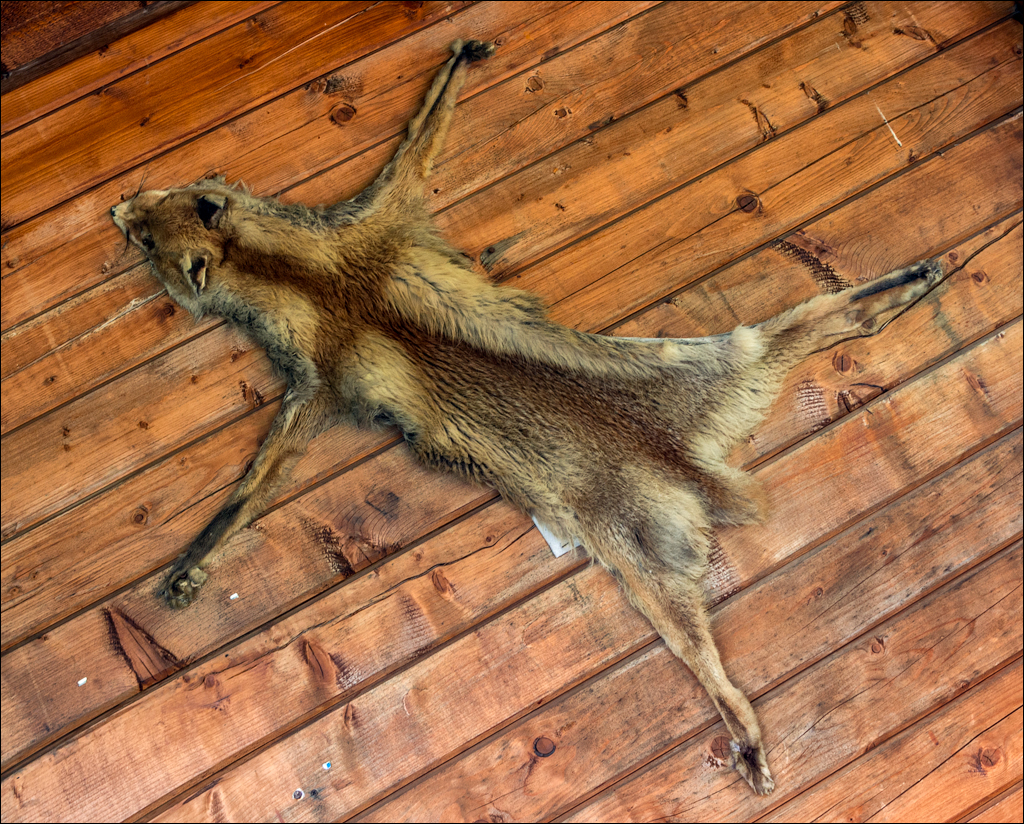 HasmasSinguratica 20180601 3096