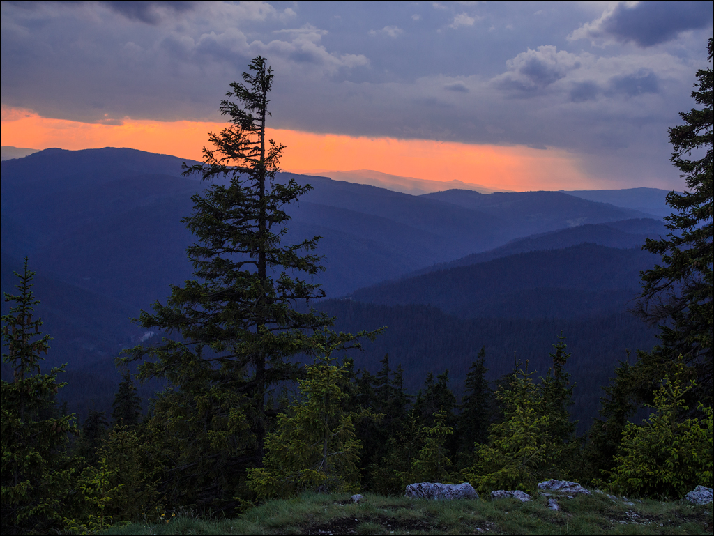 HasmasSinguratica 20180601 3113