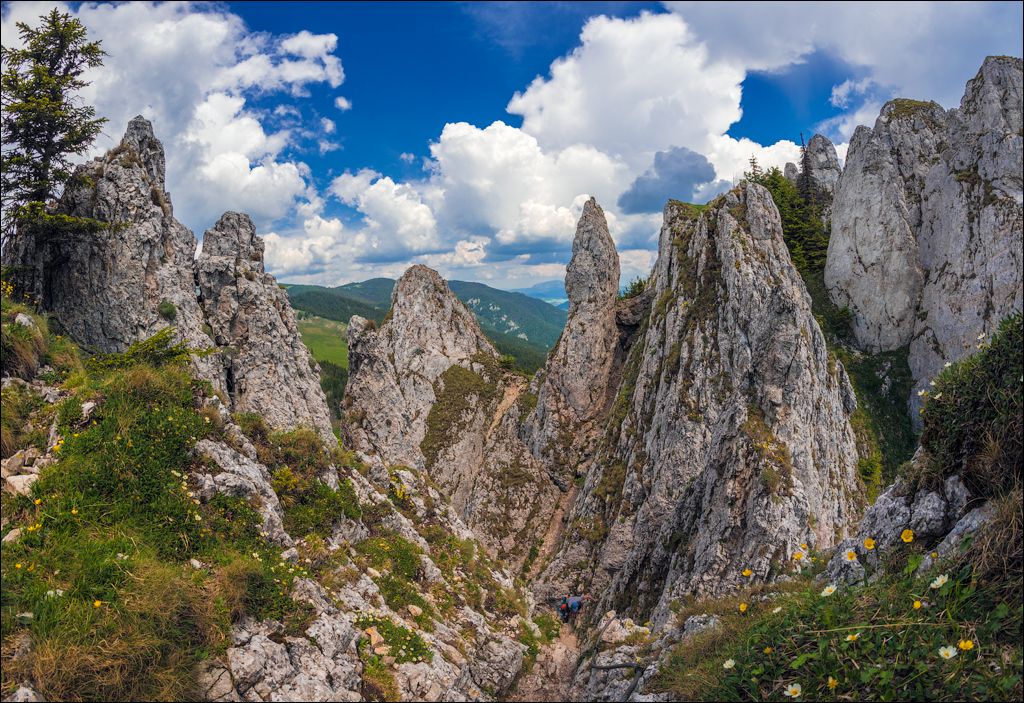 HasmasSinguratica 20180601 3140