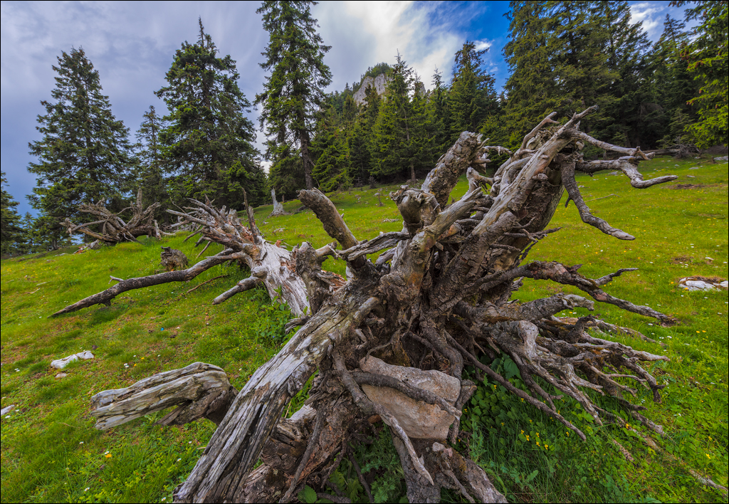 HasmasSinguratica 20180601 3144