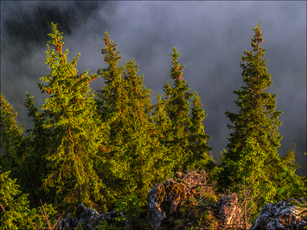 HasmasSinguratica 20180601 3173