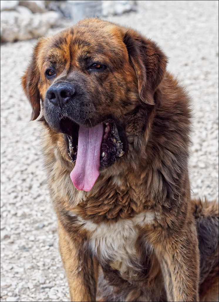 PiatraCraiului2016042