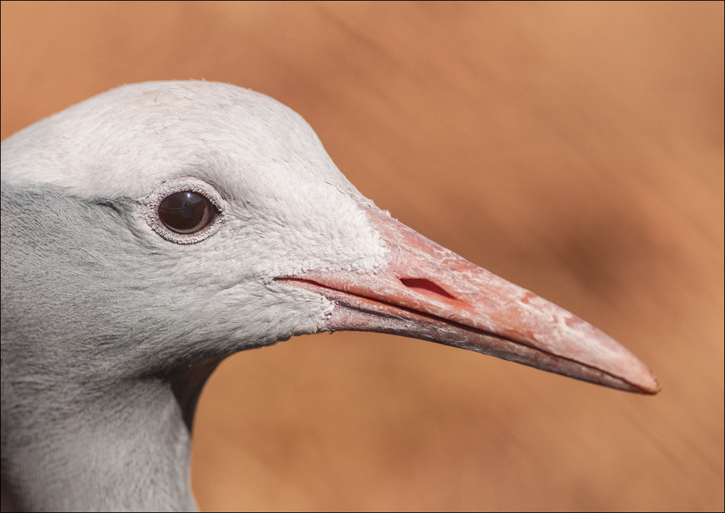 Pretoria 1 20150808038