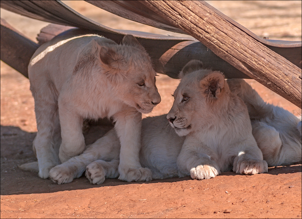 Pretoria 1 20150808047