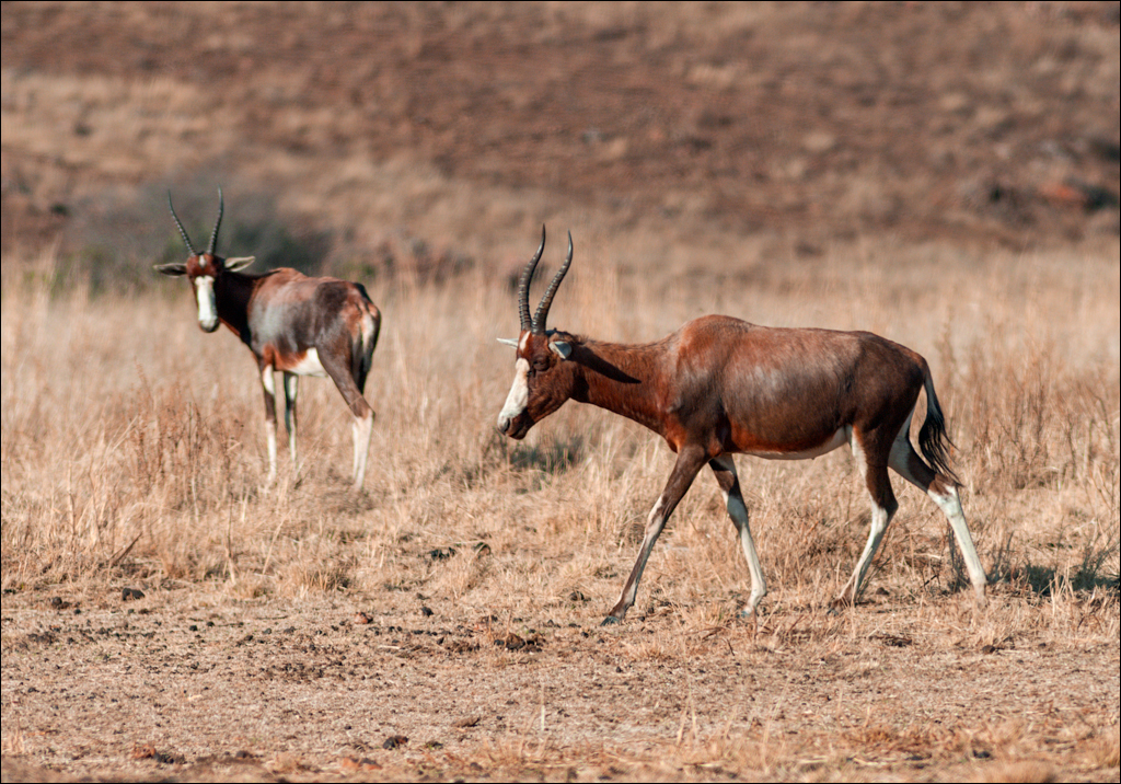 Pretoria 1 20150808050