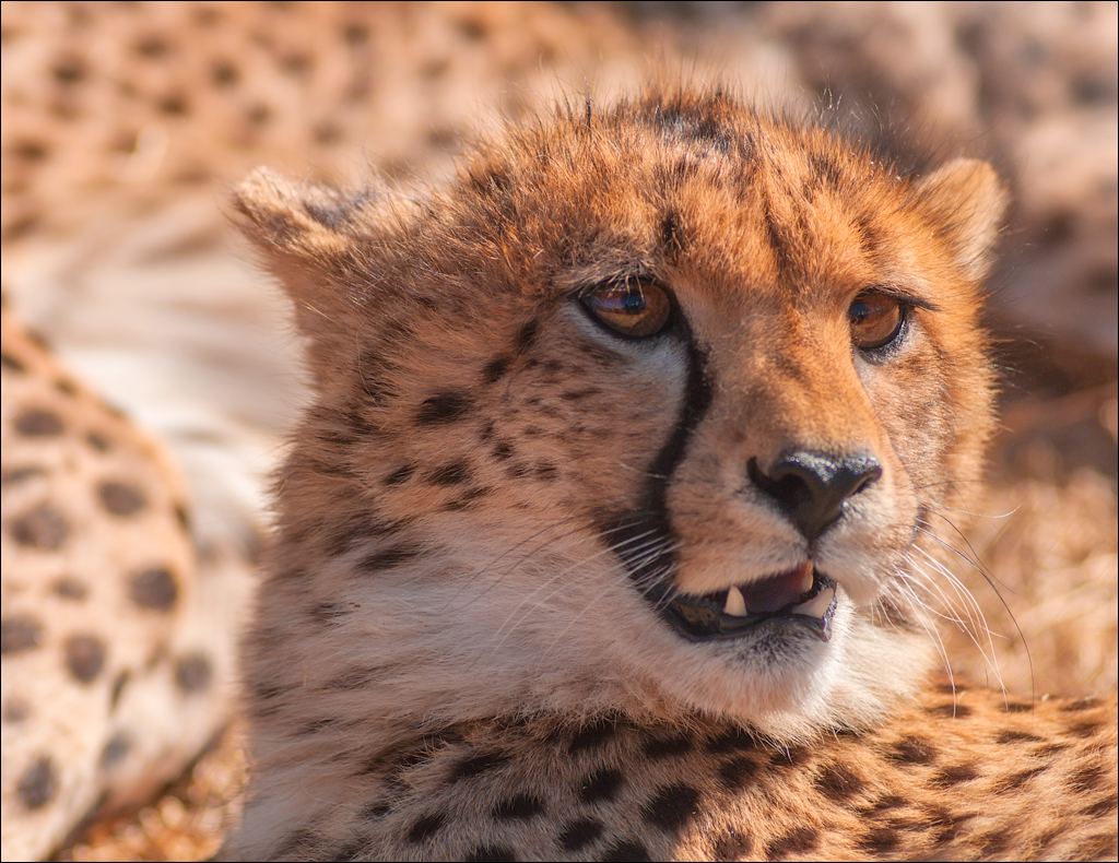 Pretoria 1 20150808053