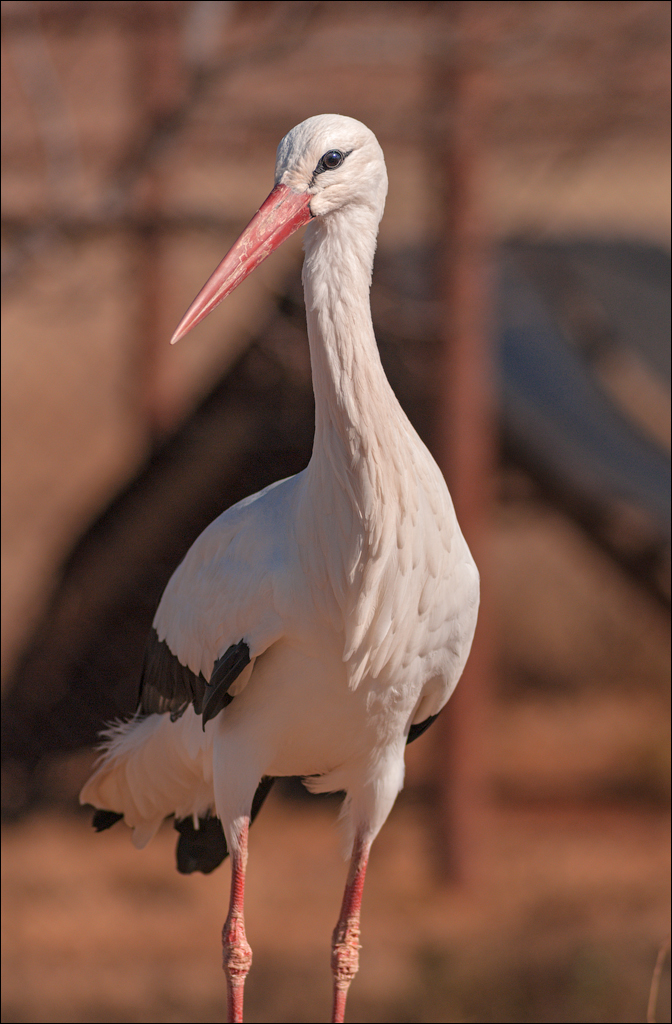 Pretoria 1 20150808055