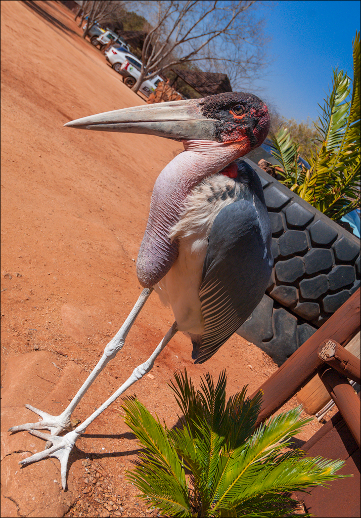 Pretoria 1 20150808059