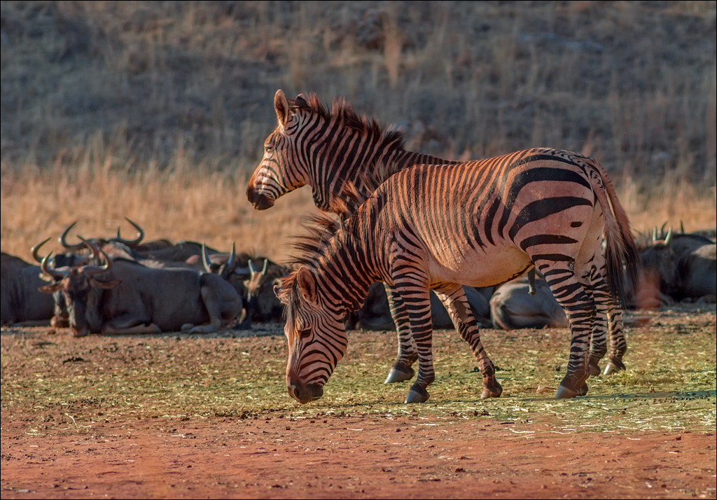 Pretoria 1 20150808069