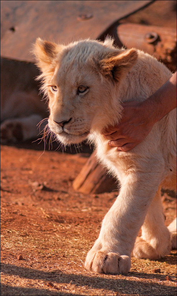 Pretoria 1 20150808079