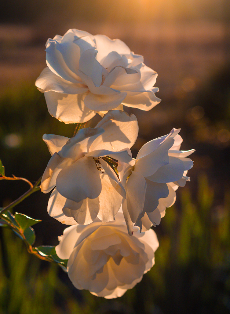 Pretoria 1 20150808118