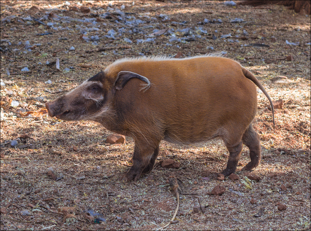 Pretoria 3 20150808076