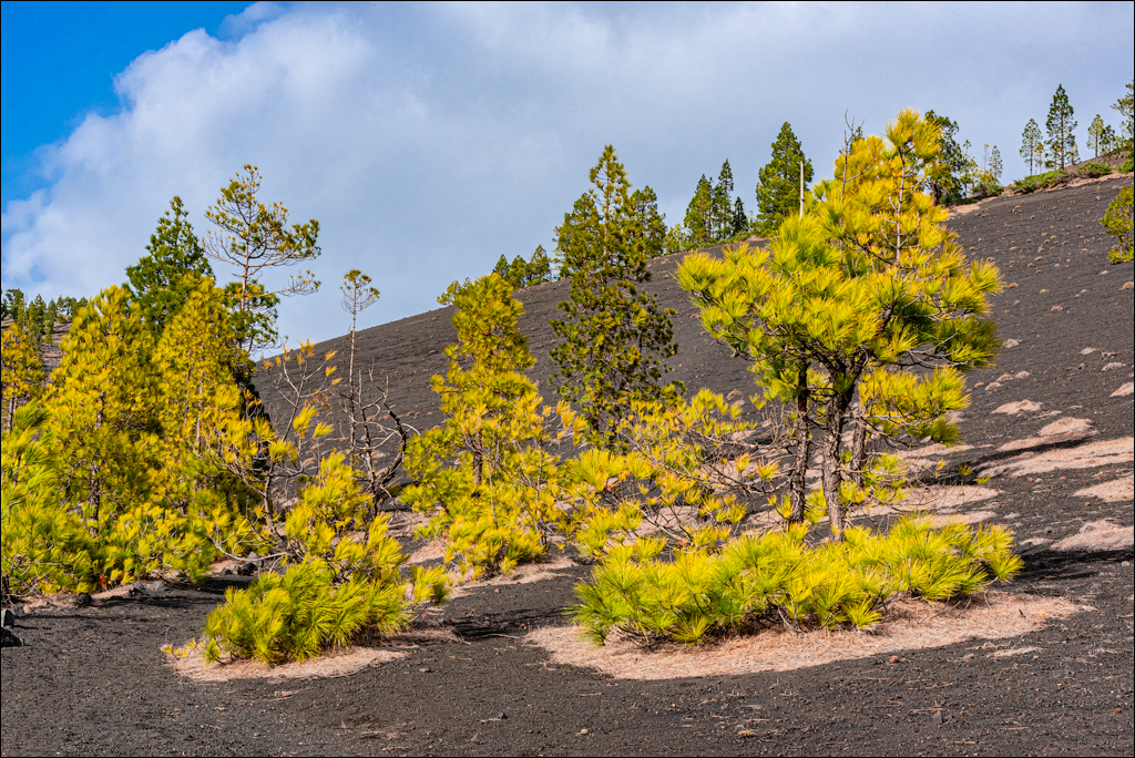La Palma 27 28dec2022 184