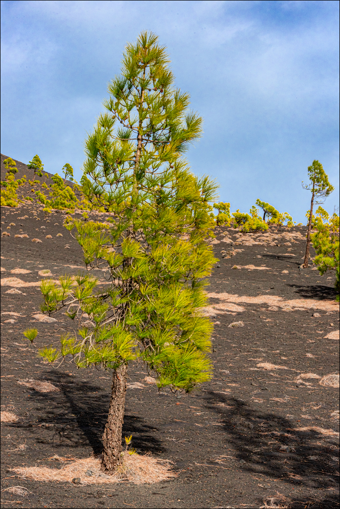 La Palma 27 28dec2022 187