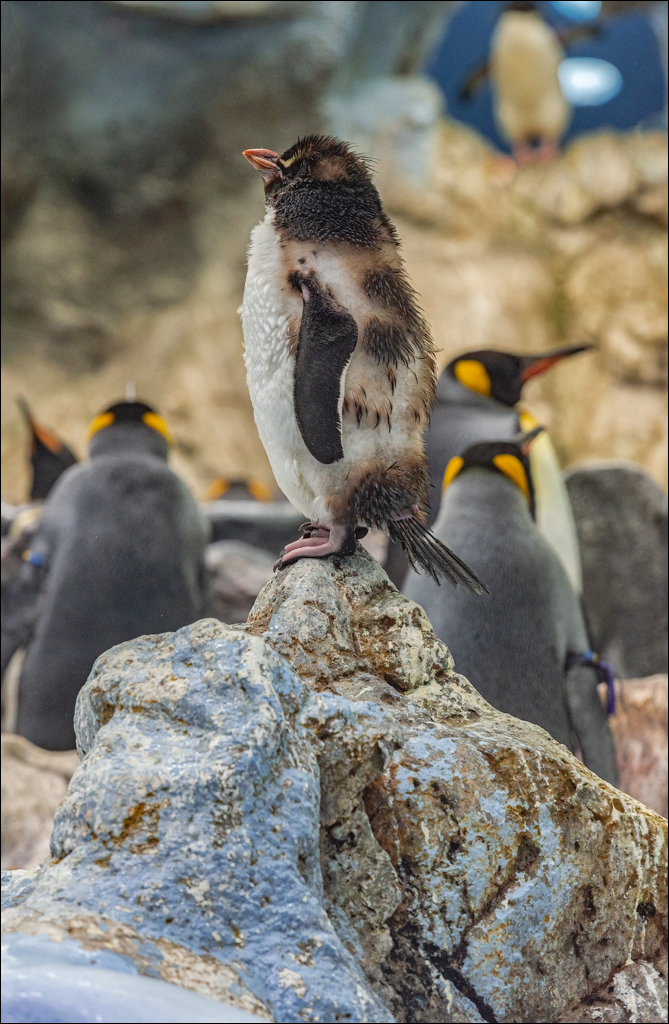 PuertoDeLaCruz 31dec 01jan2023156