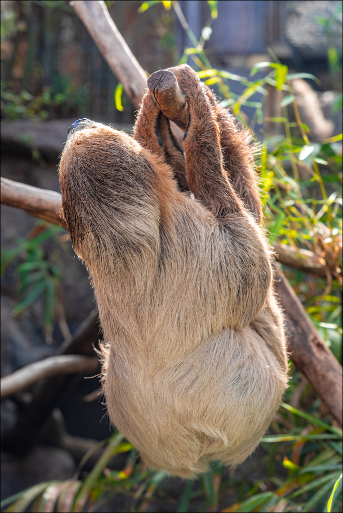 PuertoDeLaCruz 31dec 01jan2023161