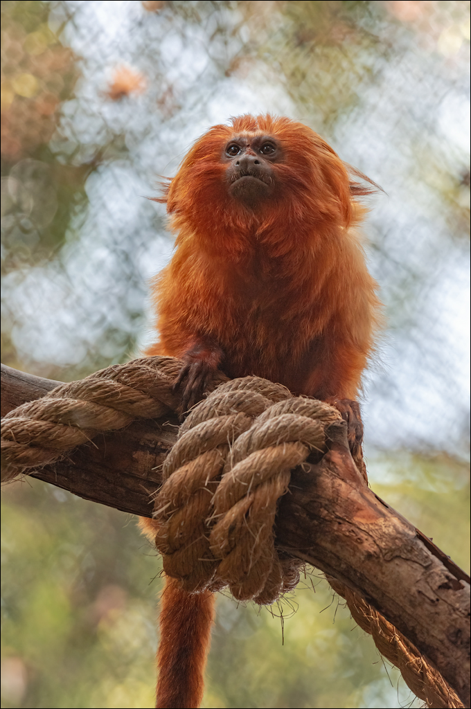 PuertoDeLaCruz 31dec 01jan2023163