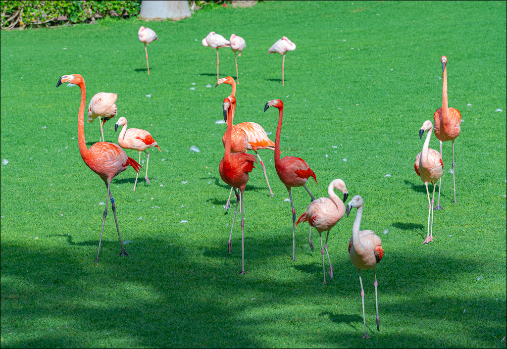 PuertoDeLaCruz 31dec 01jan2023167