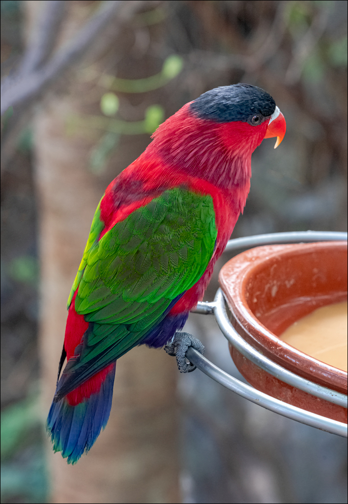 PuertoDeLaCruz 31dec 01jan2023179