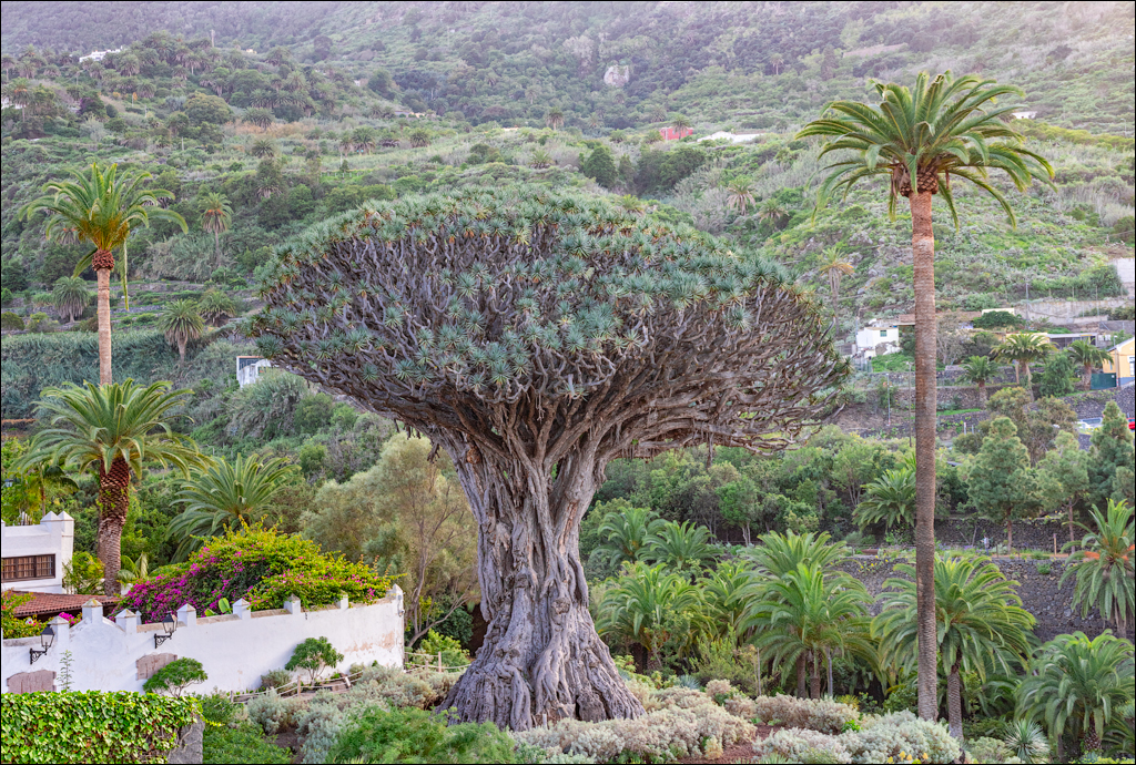 GarachicoLosVinos 31dec2023 148