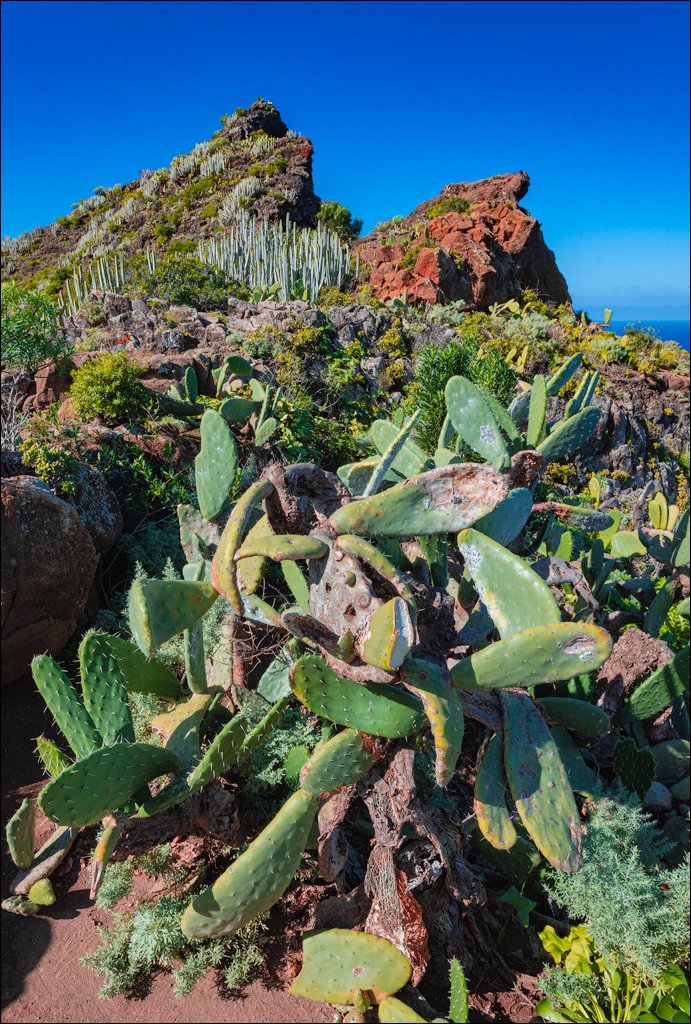PuntaDelHidalgo 07jan2023 118