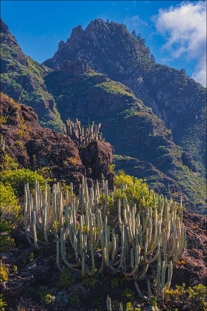 PuntaDelHidalgo 07jan2023 122