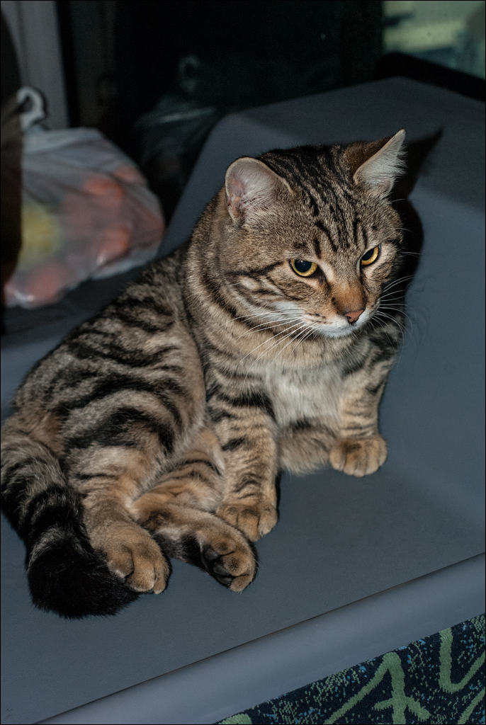 Istanbul 20090223202008124