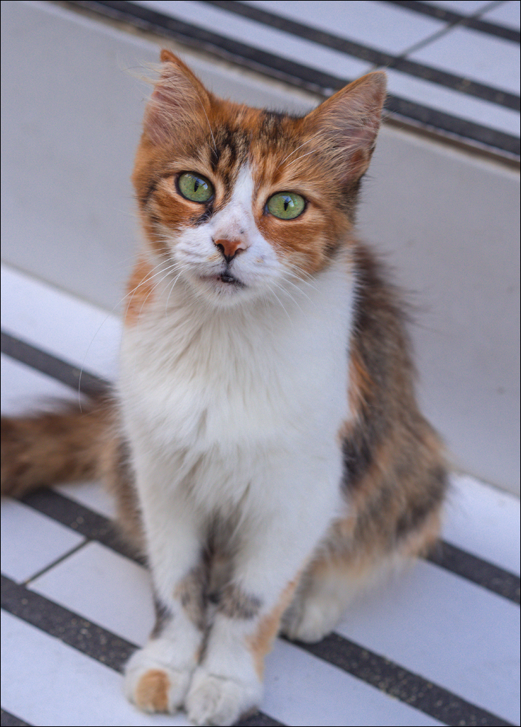 Istanbul 2015 20150815017