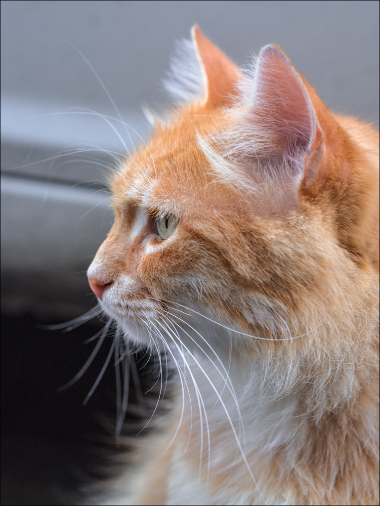 Istanbul 2015 20150815050