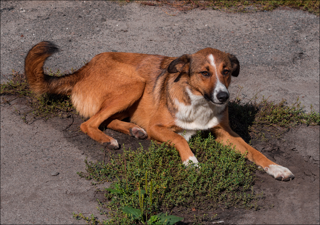 PripyatChernobyl Jun2018 012