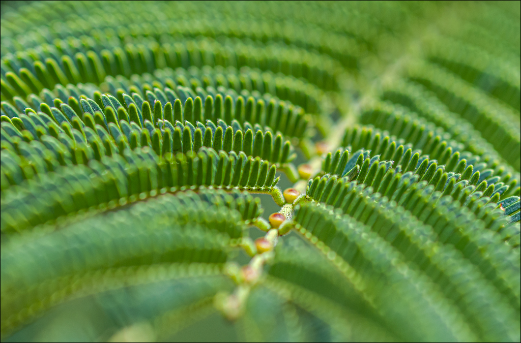 Zambia 20080419 20 114