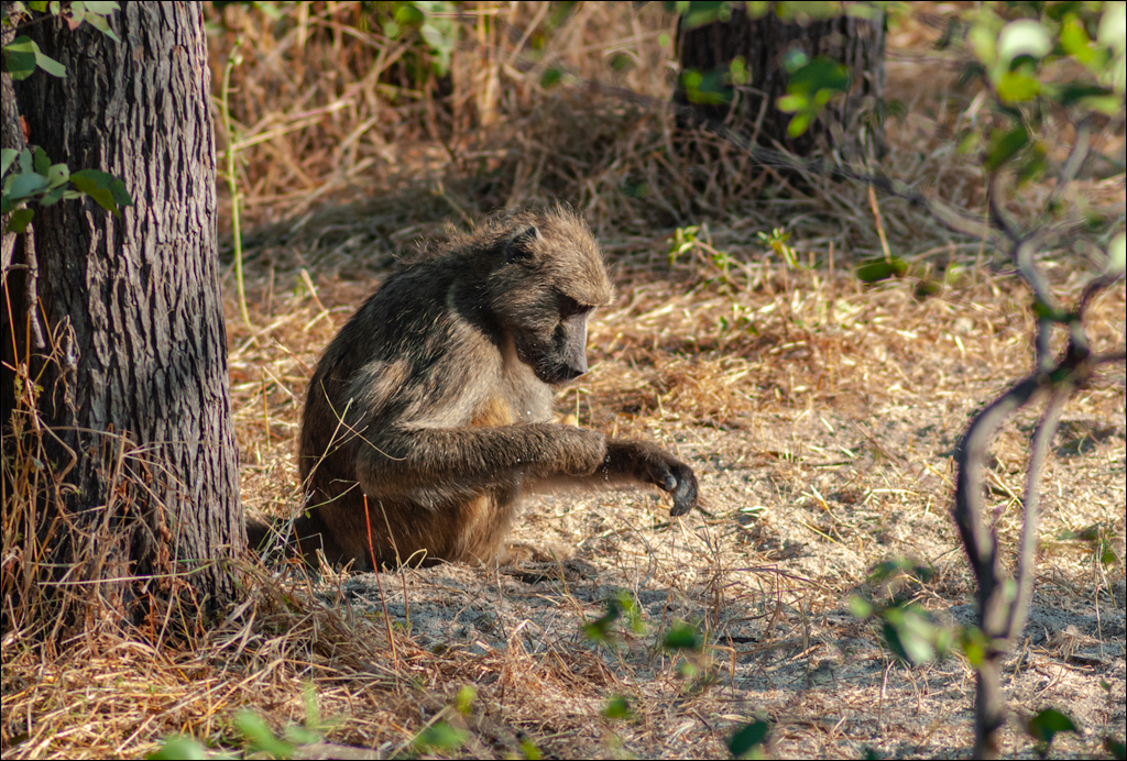 Zambia 20080419 20 129