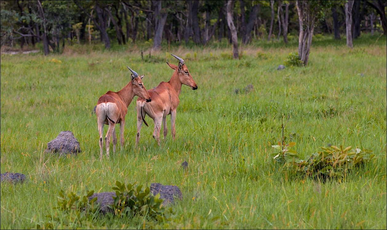 Zambia Chaminuka dec2006 128