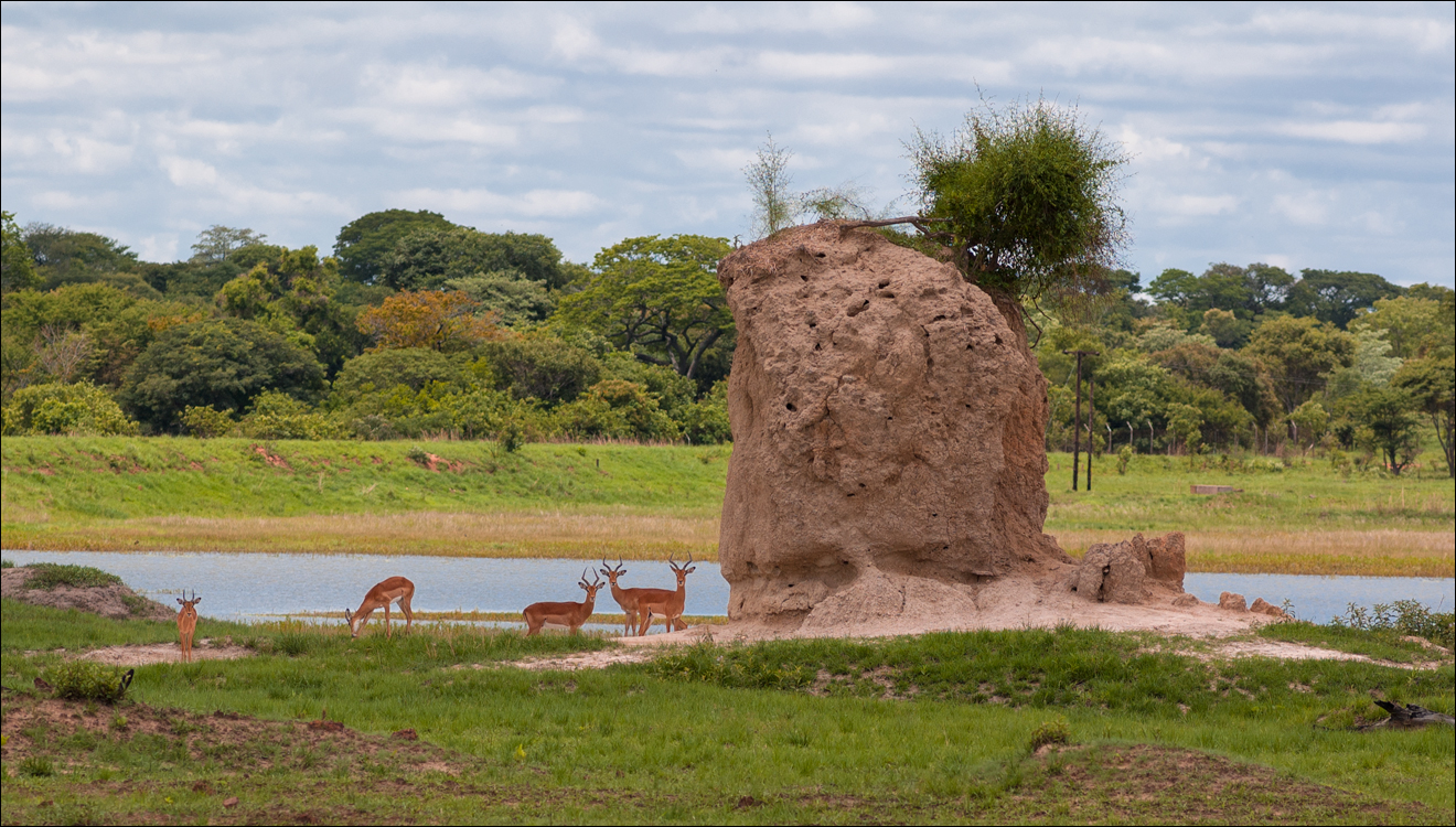 Zambia Chaminuka dec2006 137